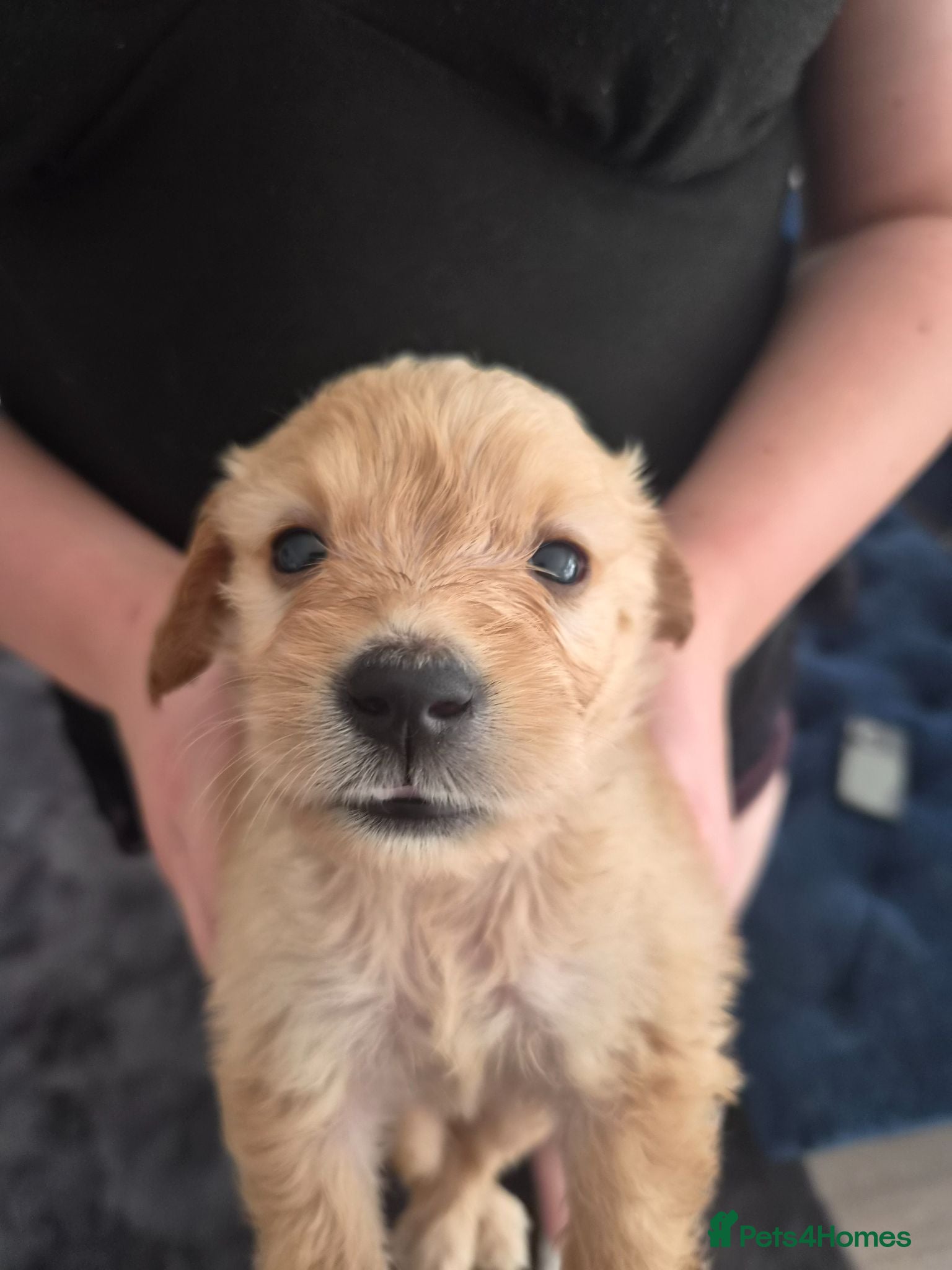Mixed Breed dogs Beautiful Strong healthy puppy’s  - Advert 2
