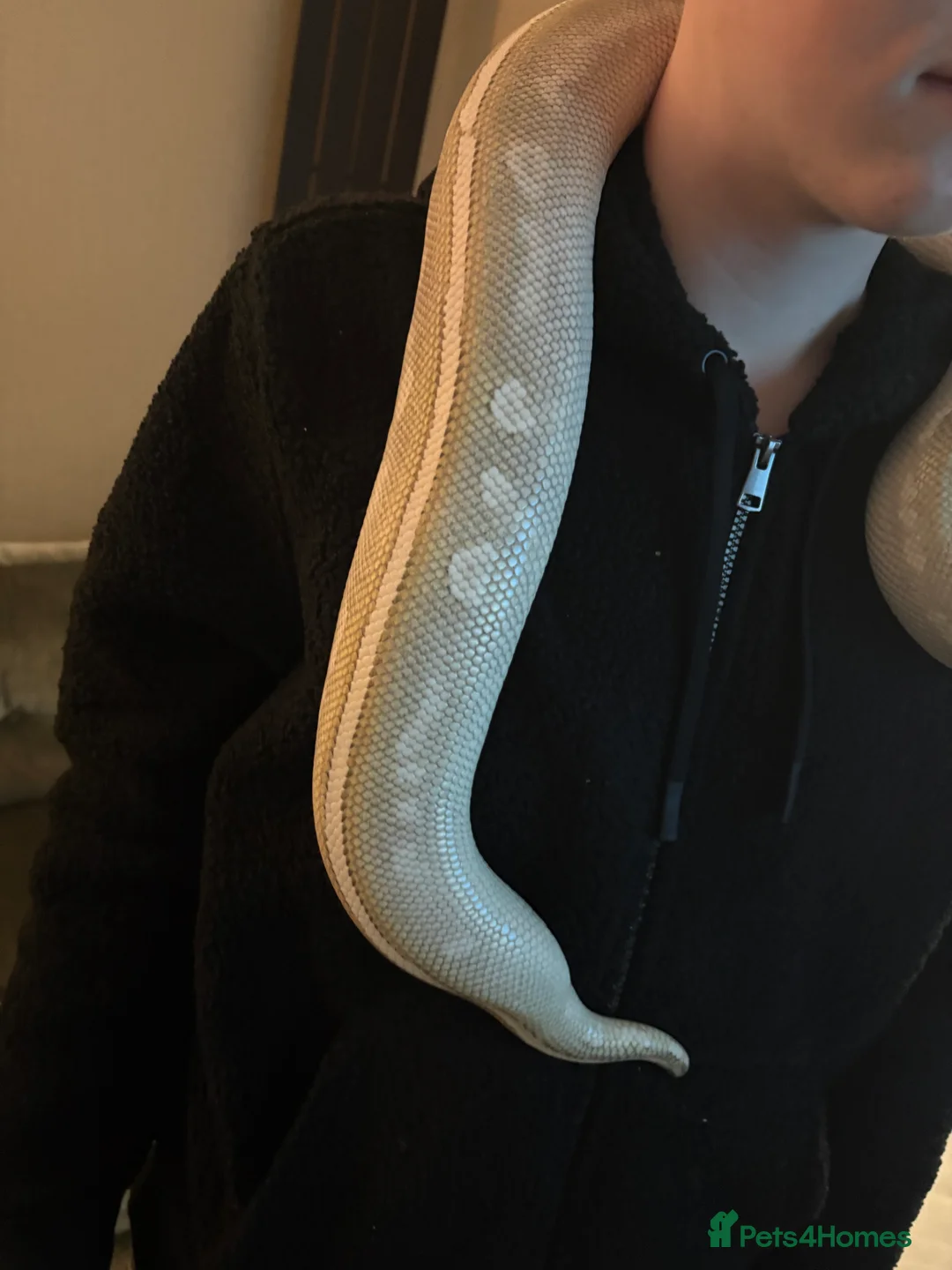 Python Snake reptiles for sale: Purple passion royal python  - Advert 7