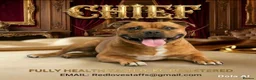 Staffordshire Bull Terrier dogs for stud: 🥨CHIEF CHAMPION SIRED. 🥨🏆  - Advert 1