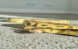 Snake reptiles for sale: 3 Snakes for rehoming  - Image 2