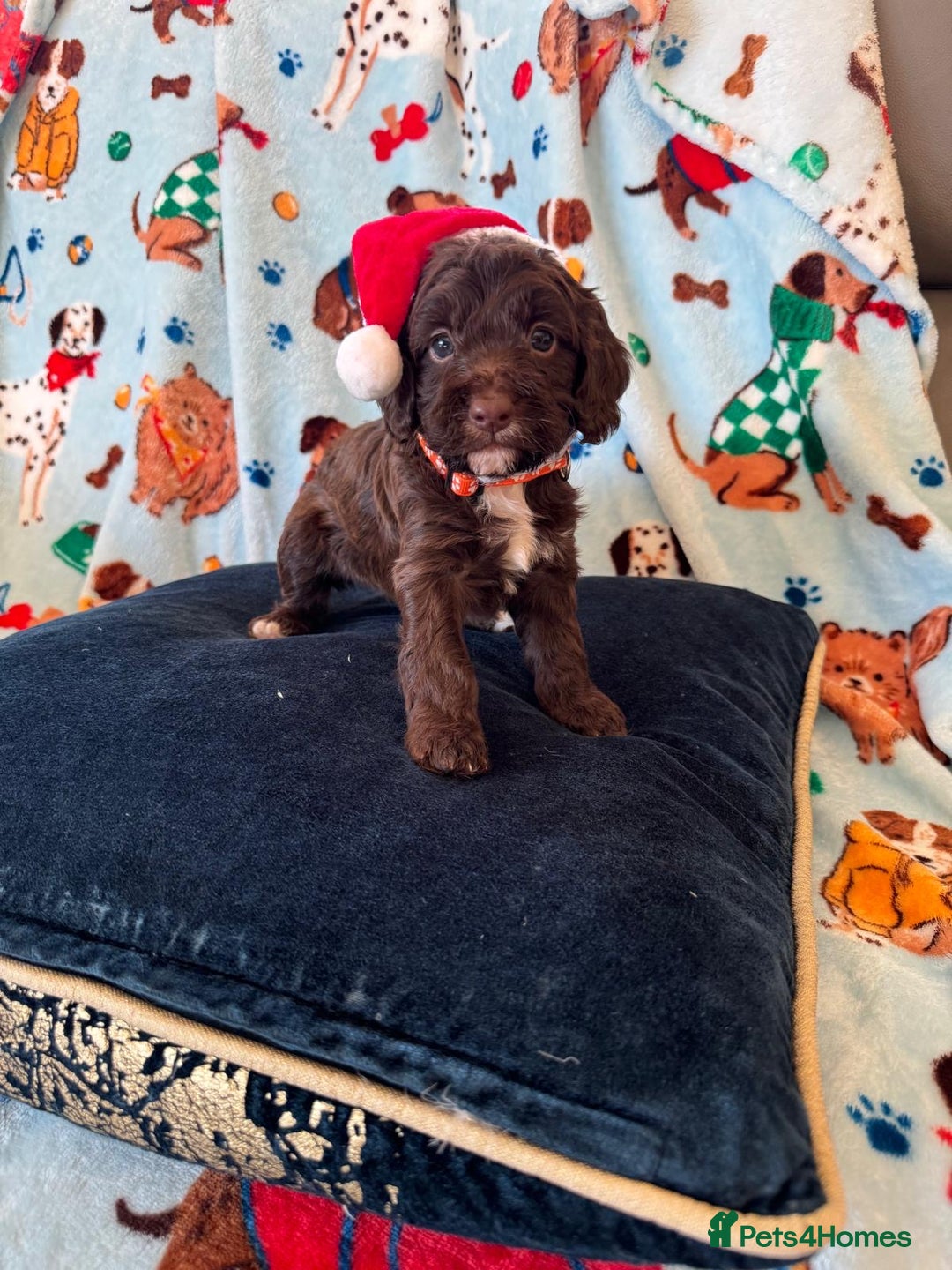 Cockapoo dogs for sale: Exceptional F1 Cockapoo puppies  - Advert 3
