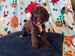 Cockapoo dogs Exceptional F1 Cockapoo puppies - Advert 6