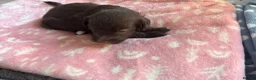 Labradoodle dogs for sale: Adorable miniature Labradoodle puppies  - Advert 20