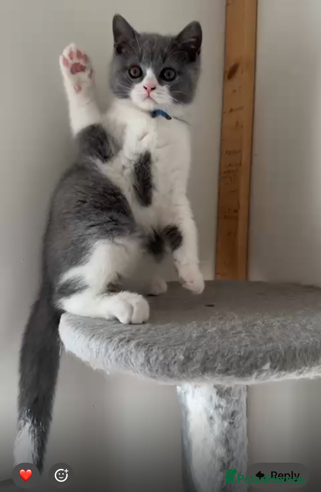 British Shorthair cats for sale: 1 Bicolour British Shorthair boys looking new home - Advert 3