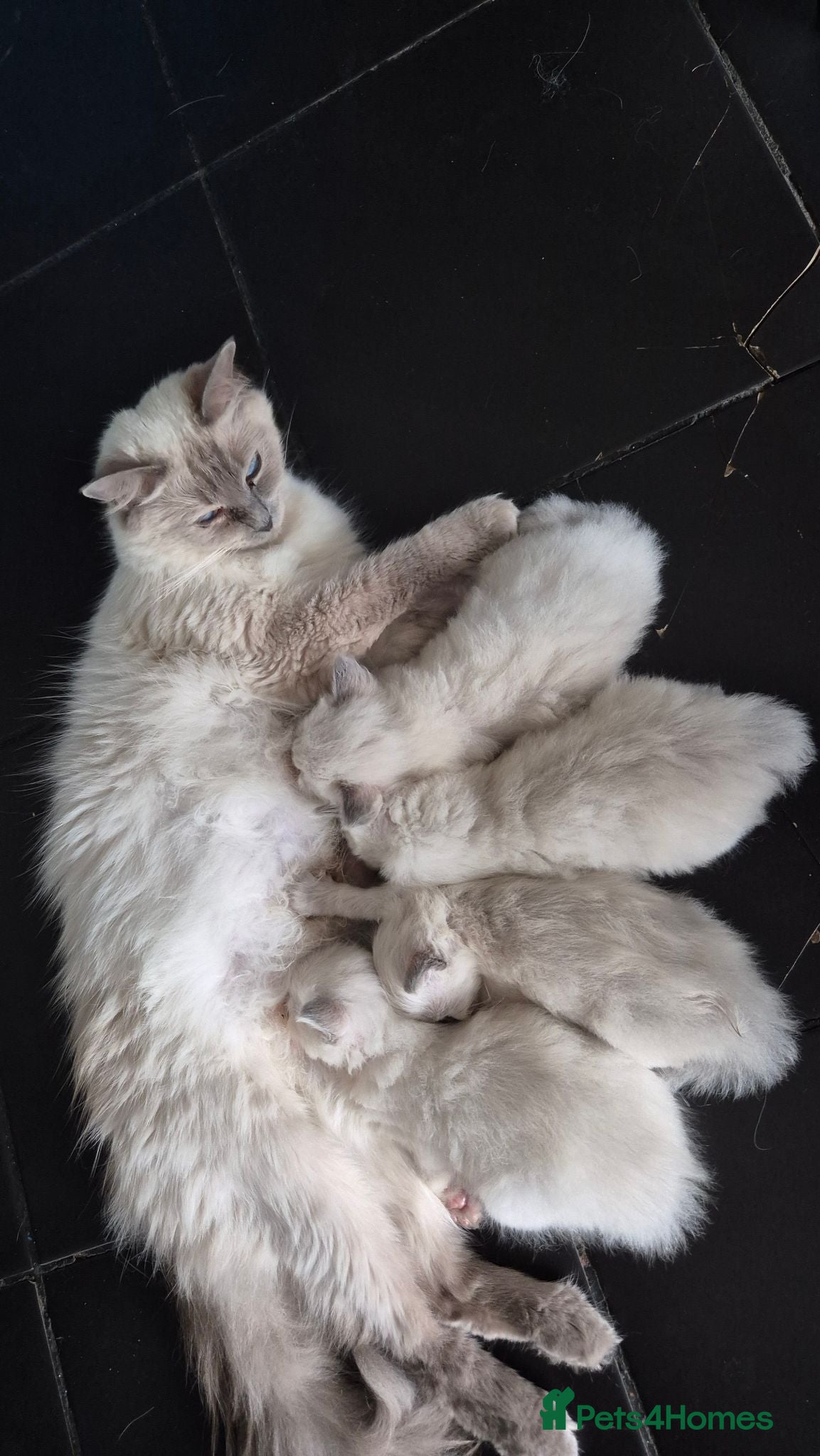 Ragdoll cats Beautiful Ragdoll kittens  - Advert 2