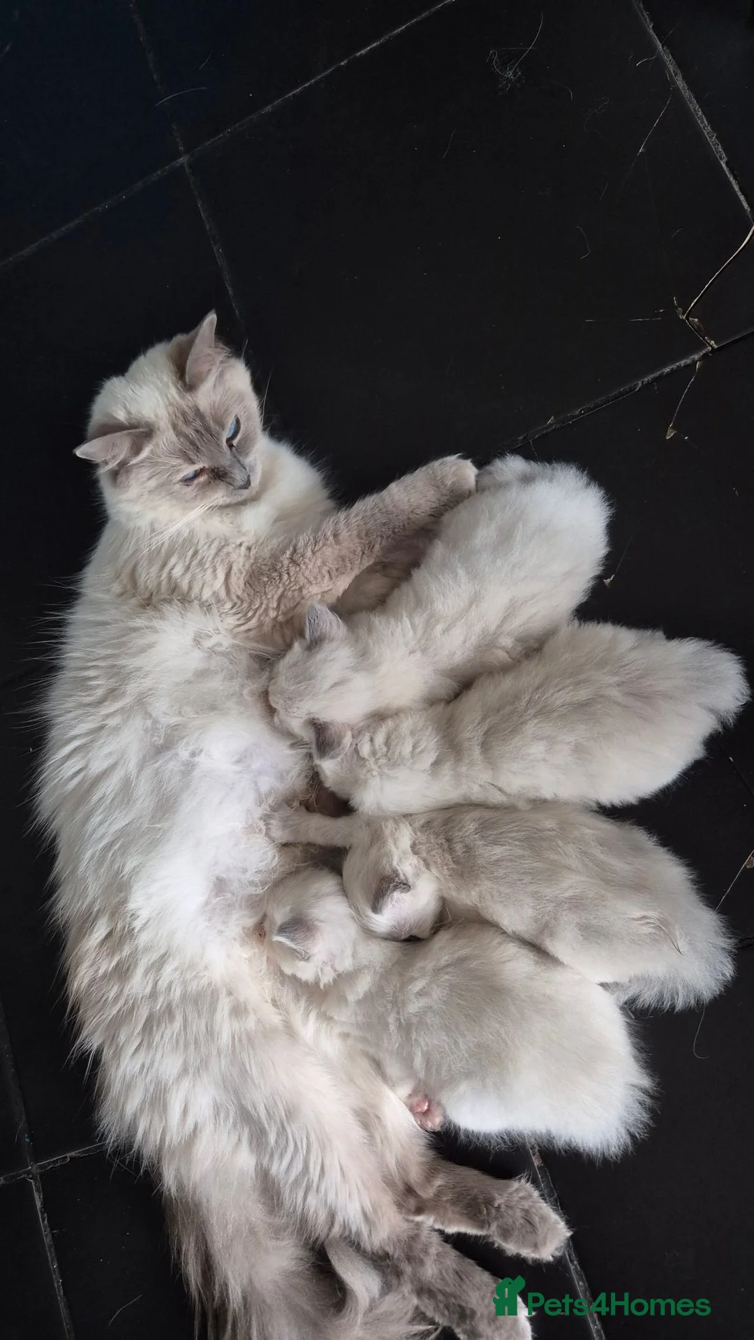 Ragdoll cats for sale: Beautiful Ragdoll kittens  - Advert 1