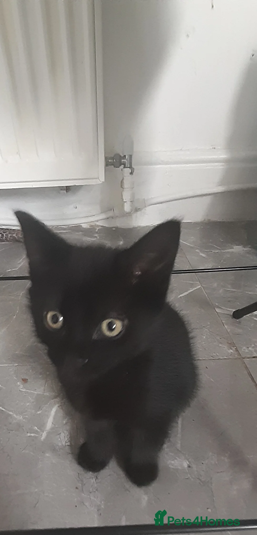 Mixed Breed cats for sale: 4 mixed breed kittens  in Peterlee - Advert 2