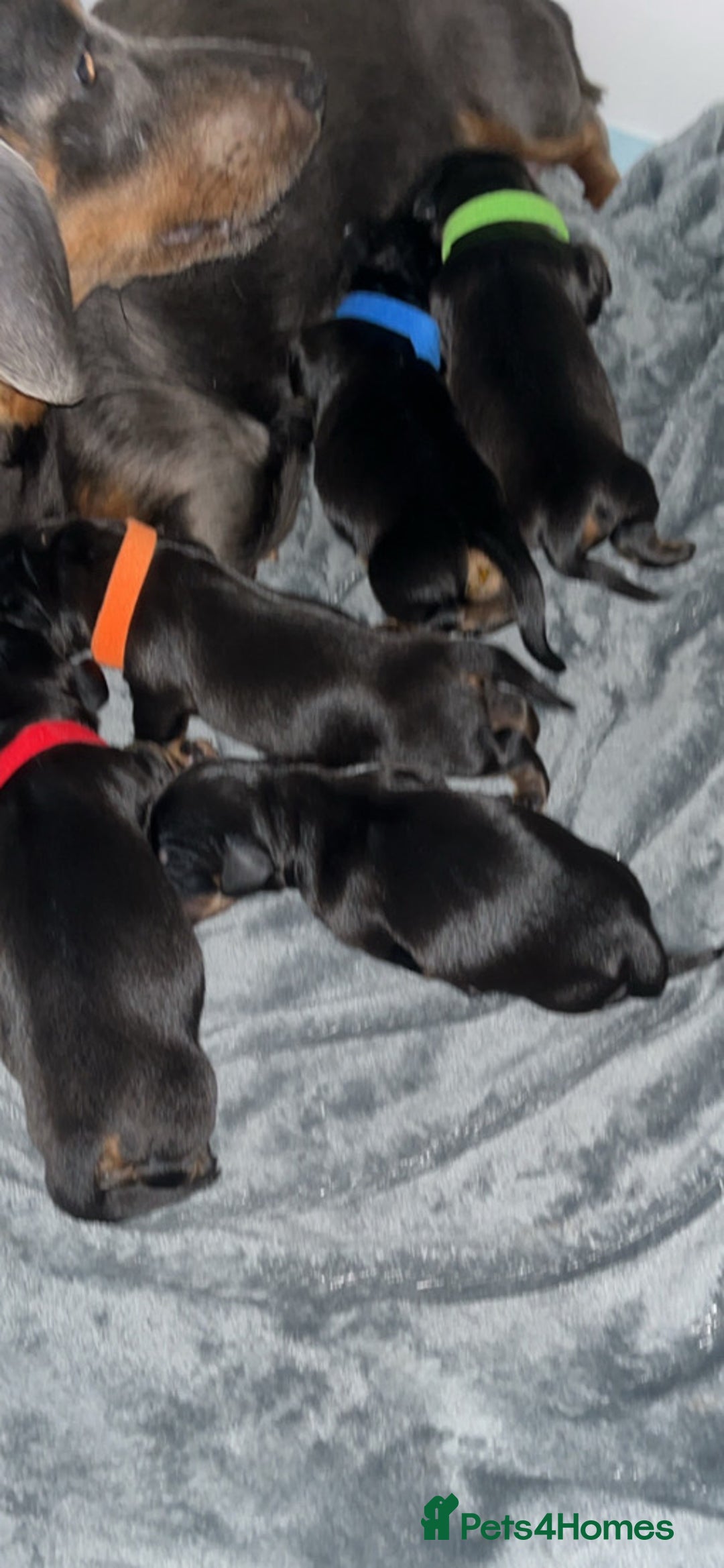 Miniature Dachshund dogs for sale: miniature dachshund pups - Image 7