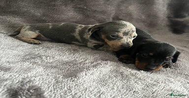 Miniature Dachshund dogs - Advert 10