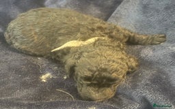 Standard Poodle dogs for sale: Kc registered standard poodle pups  - Image 8