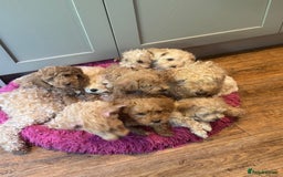 Cockapoo dogs for sale: F2b Cockapoo well handled & social  - Image 21