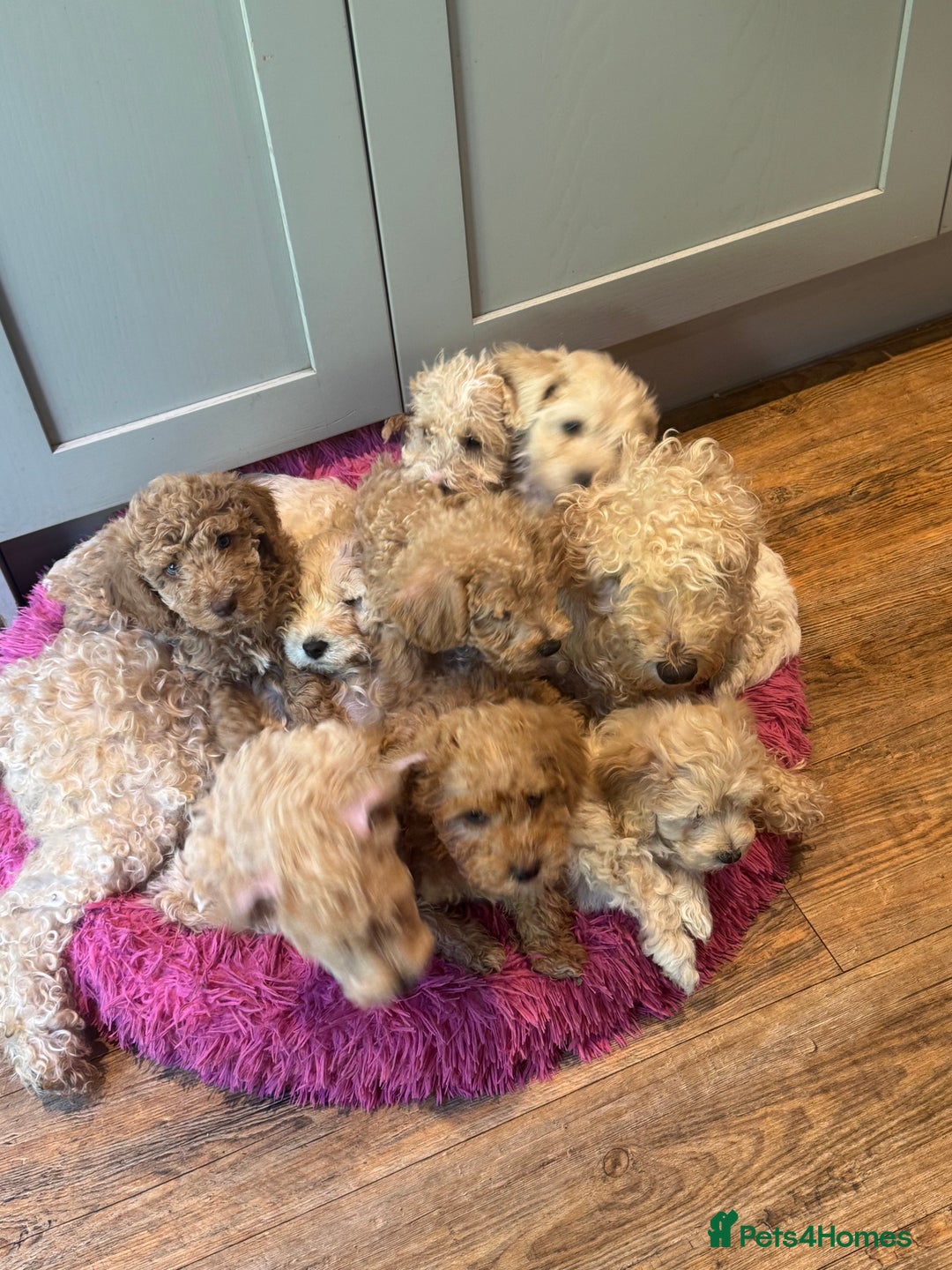 Cockapoo dogs for sale: F2b Cockapoo well handled & social  - Image 21