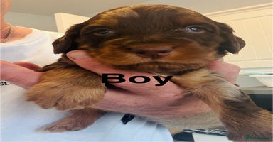 Cockapoo dogs - Advert 14
