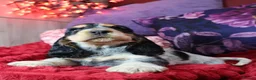 Cocker Spaniel dogs for sale: Extensively Health Tested, Top Quality pedigree  - Advert 5