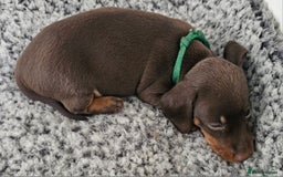 Miniature Dachshund dogs for sale: long and shorthaired chocolate. Both parents KCd - Image 6