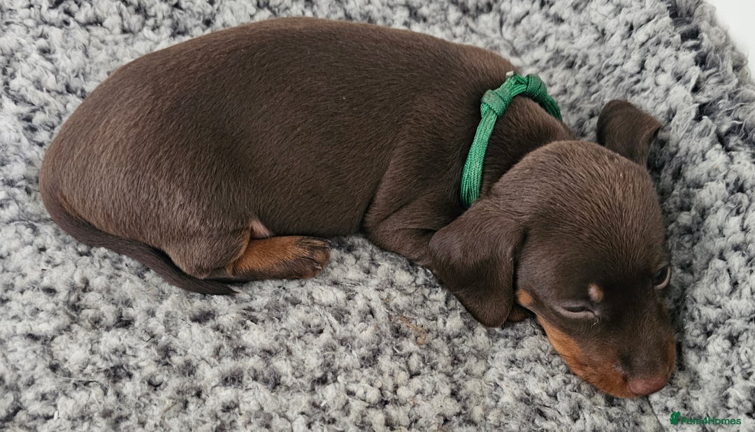 Miniature Dachshund dogs for sale: long and shorthaired chocolate. Both parents KCd - Image 6