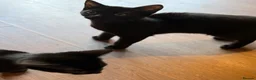 British Shorthair cats for sale: Black kittens in Burton-on-Trent - Advert 5