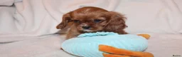 Cavalier King Charles Spaniel dogs for sale: Gorgeous Cavalier King Charles Spaniel puppies - Advert 7
