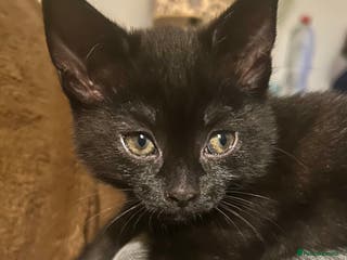 Ragdoll cats RUSSIAN DOLL kittens (1 left) - Advert 7