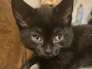 Ragdoll cats RUSSIAN DOLL kittens (1 left) - Advert 4