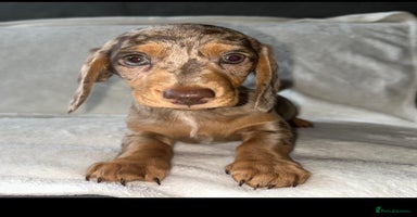 Dachshund dogs - Advert 10
