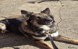 Mixed Breed dogs for sale: German Shepherd x Northern Inuit Puppies - Image 1