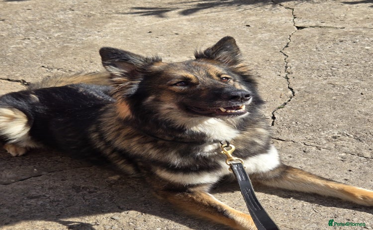 Mixed Breed dogs - Advert 3