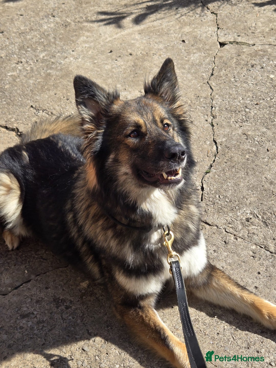 Mixed Breed dogs for sale: German Shepherd x Northern Inuit Puppies - Image 1