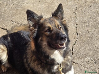 Mixed Breed dogs - Advert 1