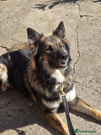 Mixed Breed dogs - Advert 3