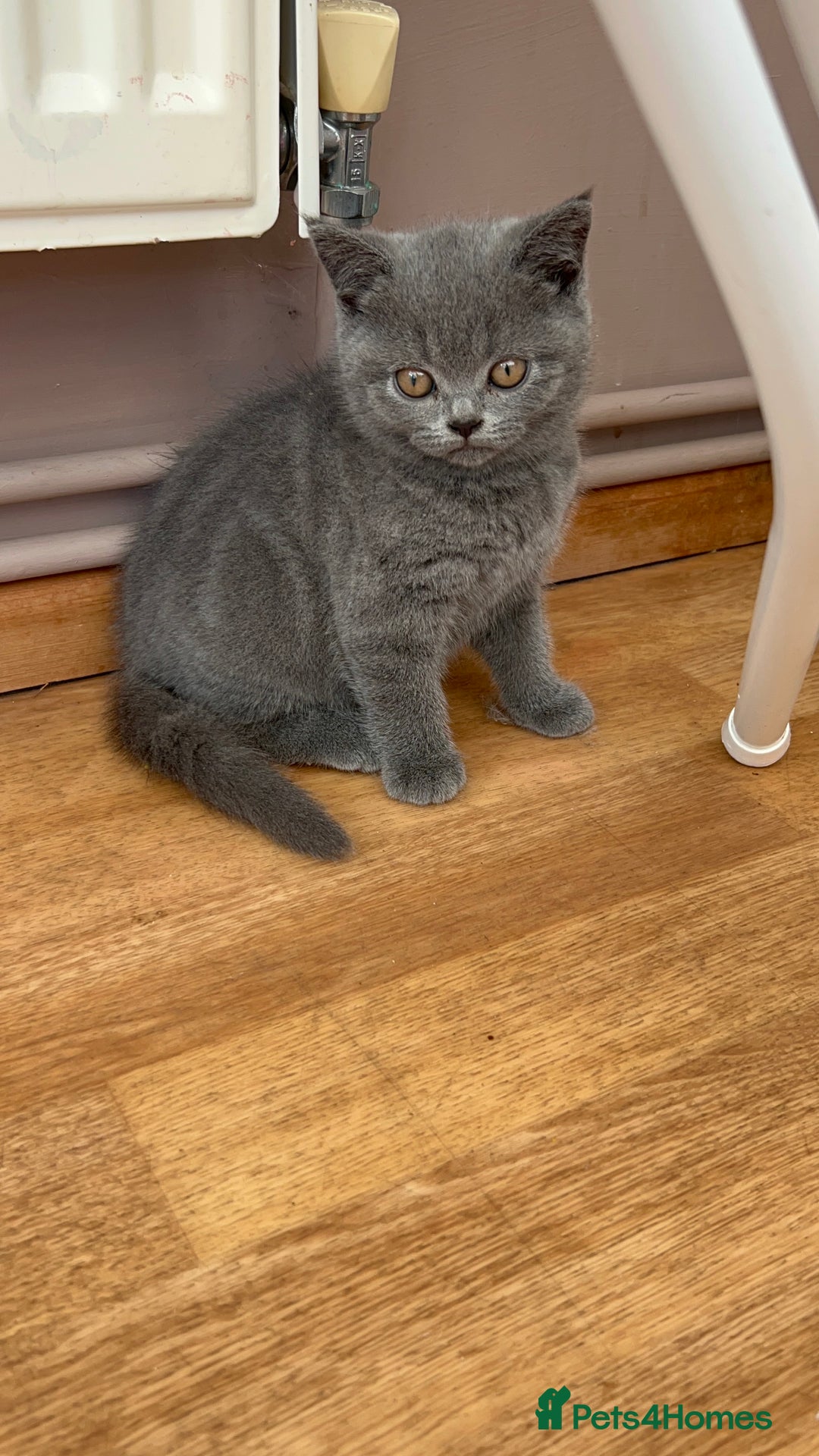 British Shorthair cats for sale: 2 Beautiful British ShortHair  - Image 3