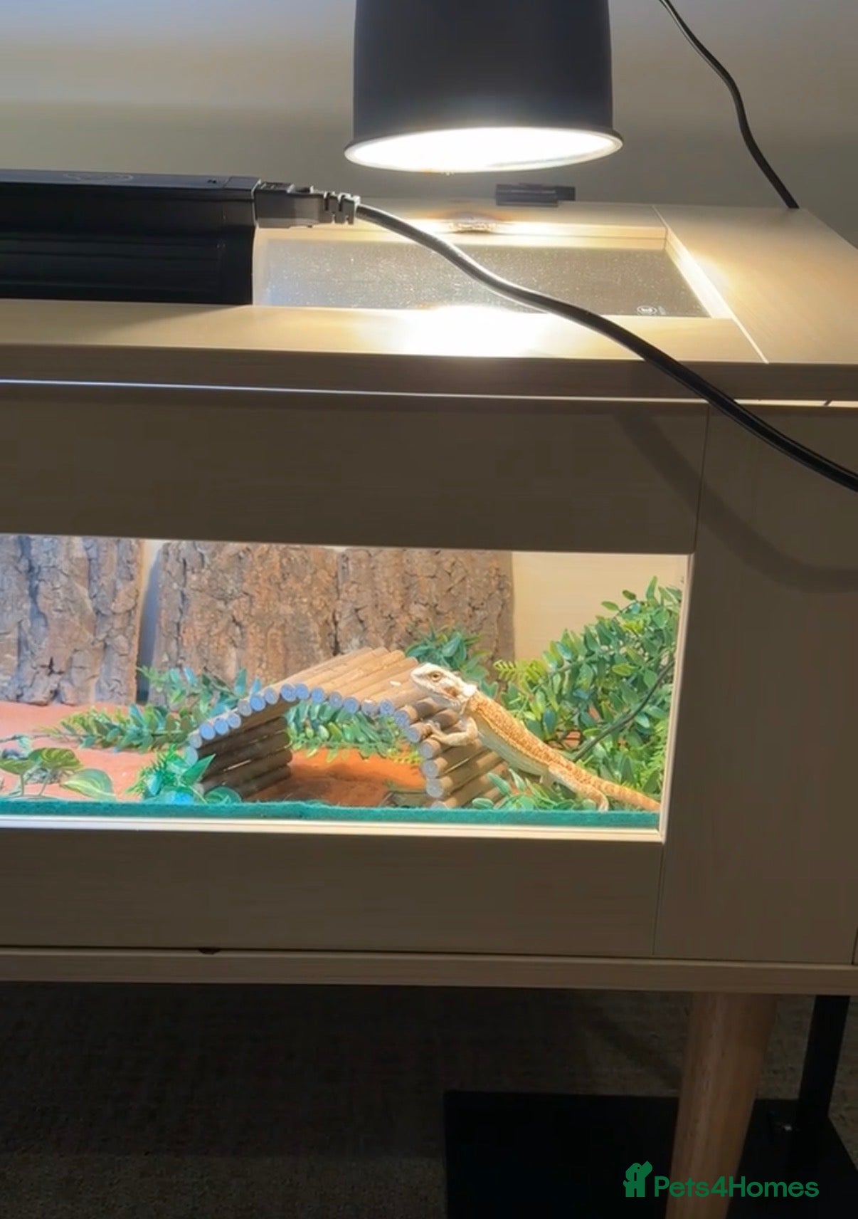Bearded Dragon reptiles Bearded Dragon Full Setup - URGENT REHOMING - Advert 1