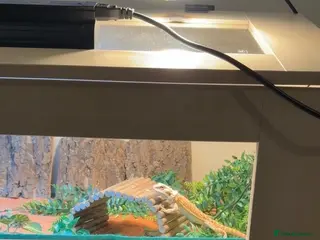 Bearded Dragon reptiles Bearded Dragon Full Setup - URGENT REHOMING - Advert 1