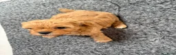 Mixed Breed dogs for sale: Cookie - Advert 12
