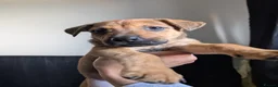 Mixed Breed dogs for sale: Mixed breed shepherds for sale - Advert 11