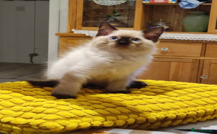 Ragdoll cats - Advert 4
