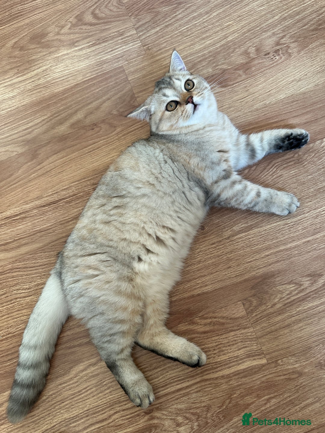 British Shorthair cats for sale: Gorgeous British Longhair & Shorthair Kittens - Advert 28