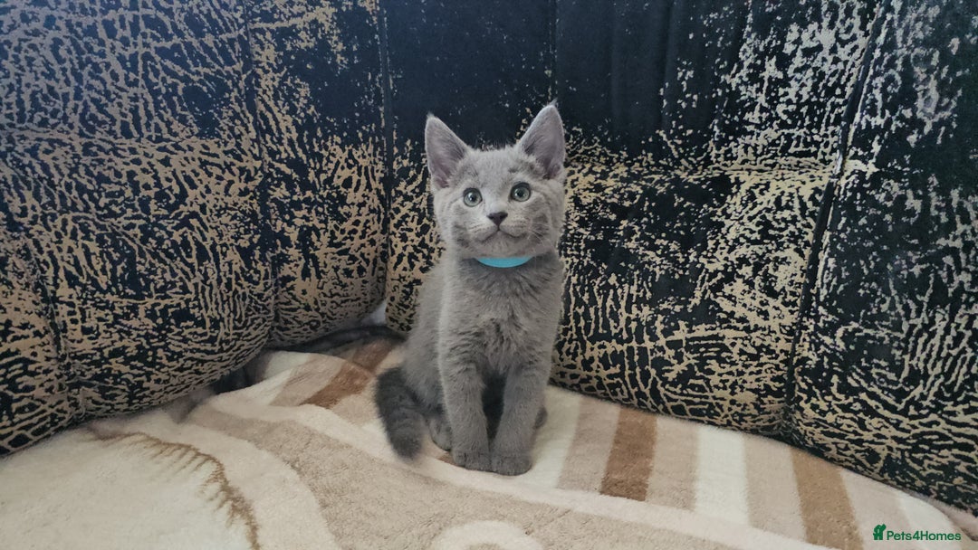 Russian Blue cats for sale: **TICA full pedigree Russian Blue kittens - Image 5