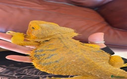 Bearded Dragon reptiles for sale: FREE BEARDED DRAGON - Image 3