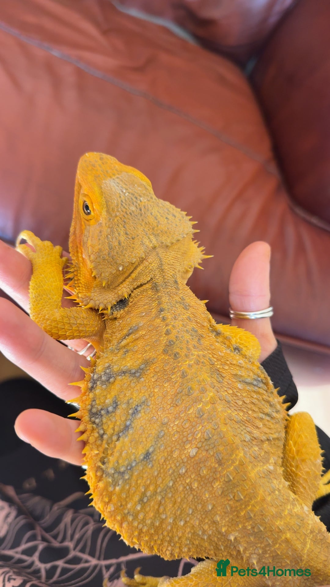 Bearded Dragon reptiles for sale: FREE BEARDED DRAGON - Image 3