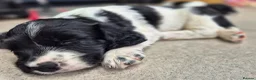 English Springer Spaniel dogs for sale: Stunning working springer spaniels - Advert 2