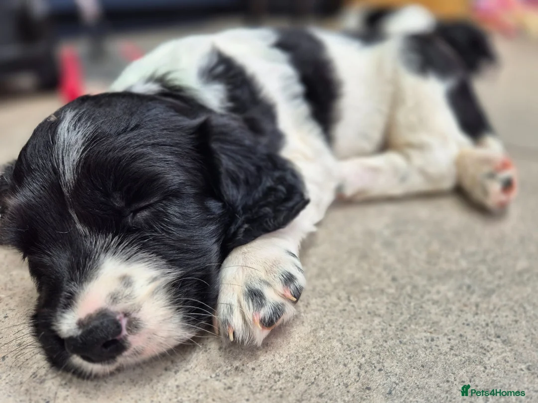English Springer Spaniel dogs for sale: Stunning working springer spaniels - Advert 2