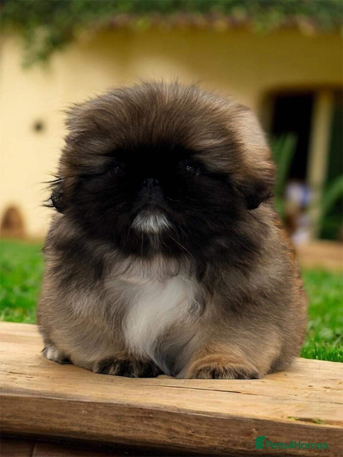 Pekingese dogs Pekingese puppies  - Advert 6