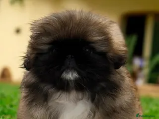 Pekingese dogs Pekingese puppies - Advert 6