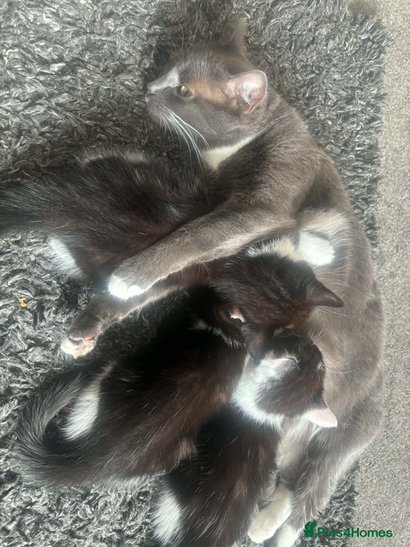 Mixed Breed cats 3 beautiful kittens  - Advert 8