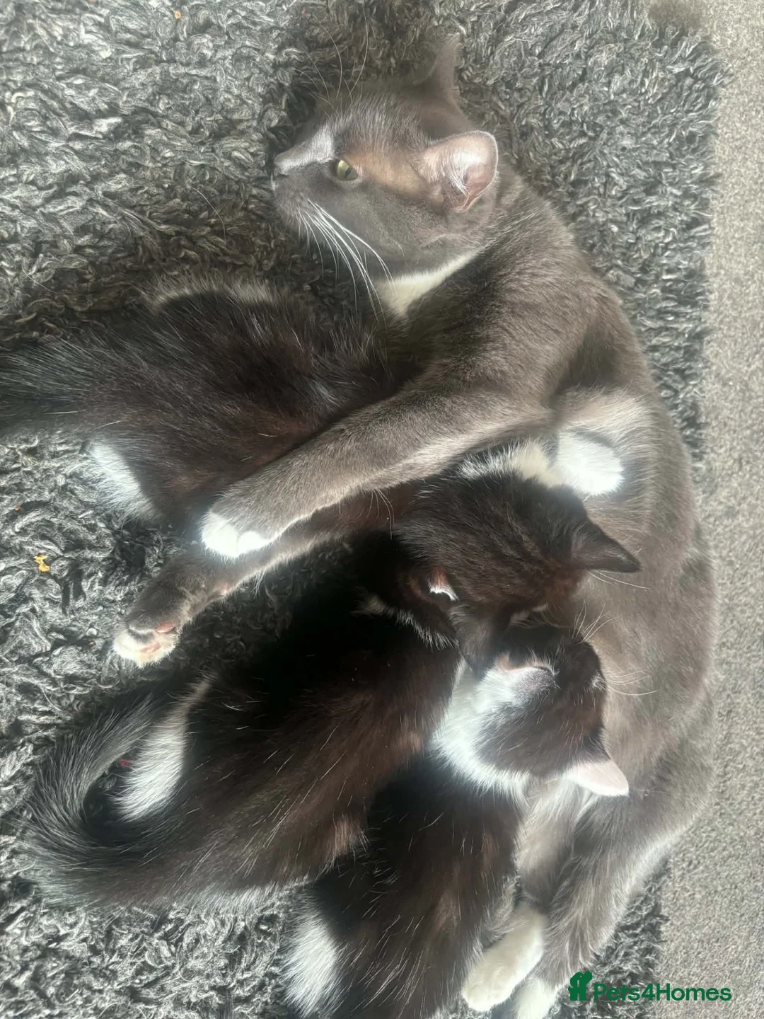 Mixed Breed cats for sale: 3 beautiful kittens  in Newcastle upon Tyne - Advert 1