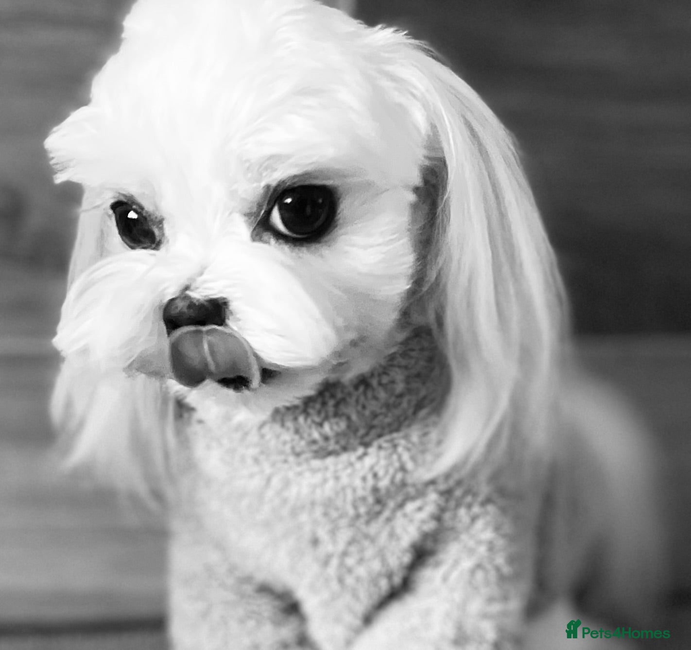 Maltese dogs KCReg Tiny Korean Bred/ Doll Faced/ At Stud - Advert 2