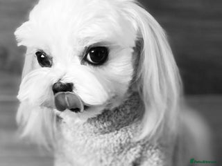 Maltese dogs - Advert 35