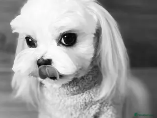 Maltese dogs KCReg Tiny Korean Bred/ Doll Faced/ At Stud - Advert 5