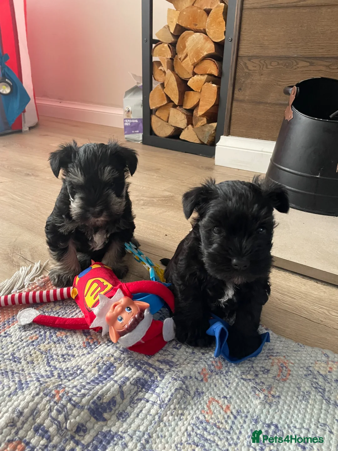 Miniature Schnauzer dogs for sale: Gorgeous Miniature Schnauzer Puppies  - Advert 1